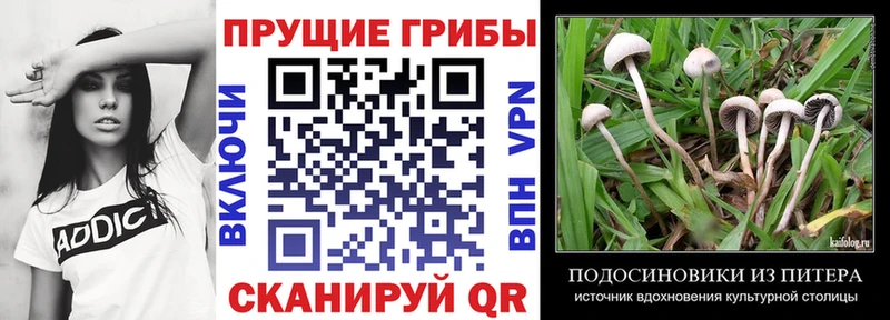 Галлюциногенные грибы Psilocybine cubensis  мориарти Telegram  Вязники 